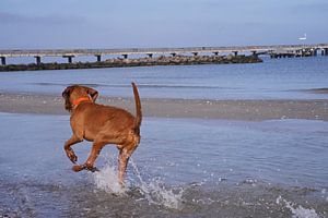 Wasserspiele an der Ostsee mit einem Magyar Vizsla.