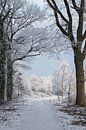 Winterlandschap | sneeuw en ijs van Marianne Twijnstra thumbnail