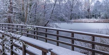 witte takken in het park