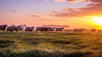 Des moutons dans les prés sur sjaak vogel