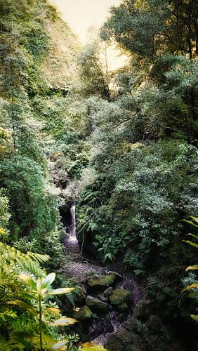 Jungle verte avec chutes d'eau