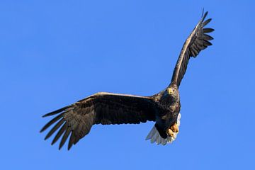 White-tailed eagle or sea eagle hunting in the sky over Northern