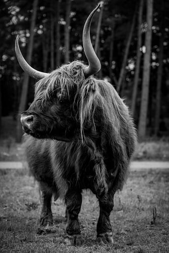 Poserende Schotse Hooglander op de Veluwe in Nederland