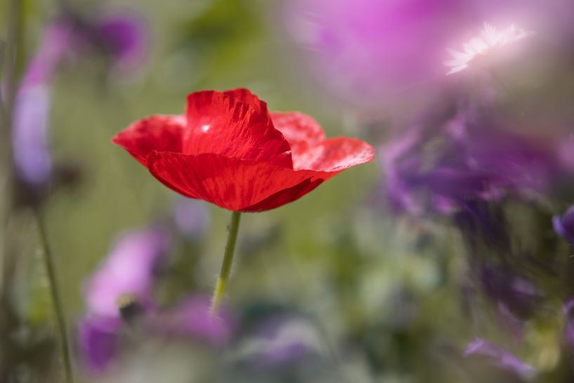 Romantic Poppy by Kurt Krause