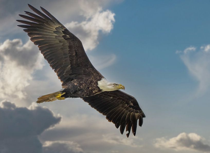 The Eagle or Eagle by Aline Nijland