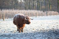 Schotse Hooglander