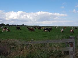 Oer hollands by Pascal Middel