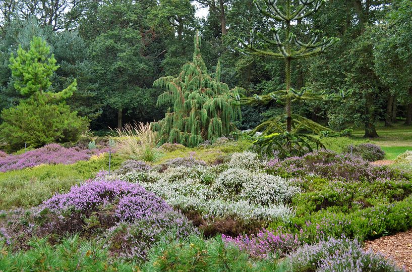 Heidetuin van Susan Dekker