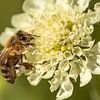 Biene auf Blüte von Marc Heiligenstein