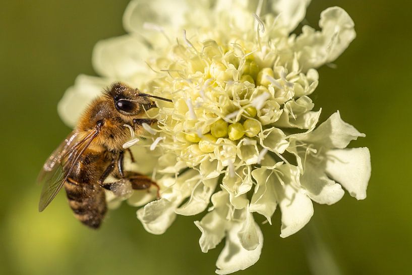 Biene auf Blüte von Marc Heiligenstein