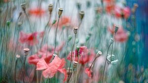 Poppies in Field von Marie-Anne Stas