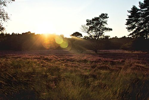 Zonsondergang boven de bomen en heide