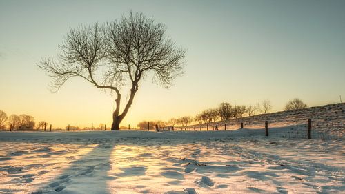 Boom in ochtendlicht #4