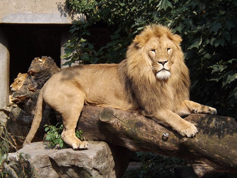 Lion by Klaas Roos