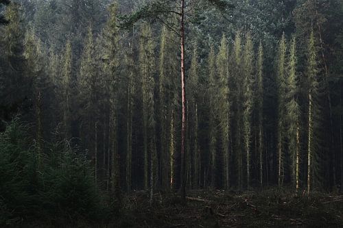 Het magische bos