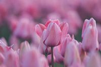 Rosa Tulpen