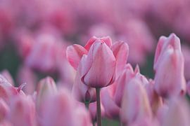 Pink Tulips by Mireille Breen