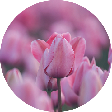 Roze Tulpen van Mireille Breen