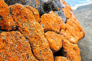 Lichen orange : Tasman