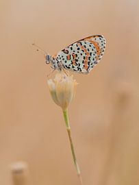 Bicoloured Fritillary by Robert Westerhof