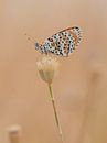 Bicoloured Fritillary by Robert Westerhof thumbnail