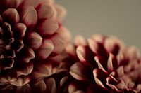 Donkere bordeaux rode dahlias -stemmige winter fotografie