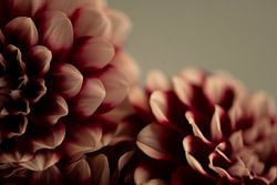 Donkere bordeaux rode dahlias -stemmige winter fotografie