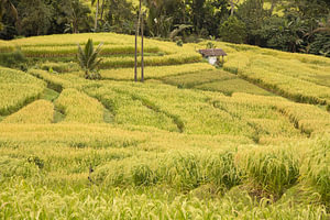 Die grünen Reisterrassen von Jatiluwih, Bali