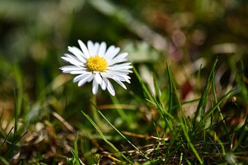 Gänseblümchen weiss gelb auf grün