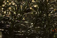 Detail van een taxusplant met bokeh lichtcirkels van Kristof Lauwers thumbnail