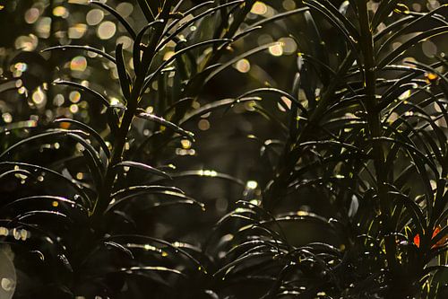 Detail van een taxusplant met bokeh lichtcirkels