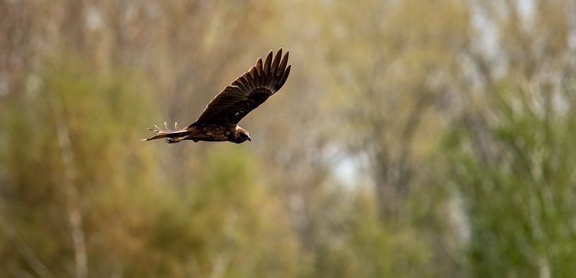 Weihenjagd von Jean's Photography