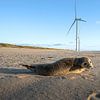 Sceaux sur la Maasvlakte. sur Bfec.nl