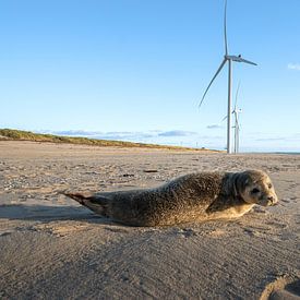 Robben auf der Maasvlakte. von Bfec.nl