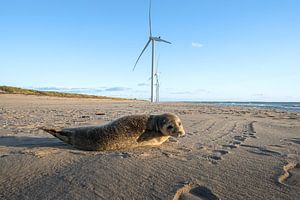 Sceaux sur la Maasvlakte.