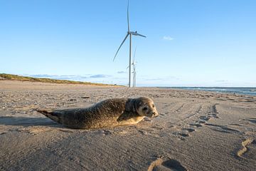 Seals on the Maasvlakte. by Bfec.nl