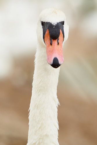 Portrait of a Swan