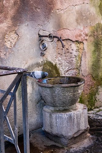 Ecuelle pour pigeons