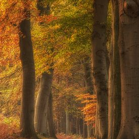 Herfstlaantje in het bos van Connie de Graaf