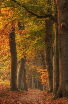 Herfstlaantje in het bos van Connie de Graaf