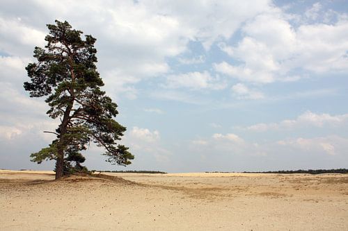 Lonely tree