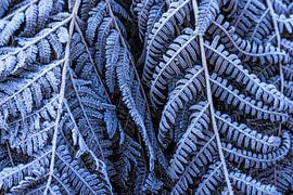 Frozen by Remco Stunnenberg