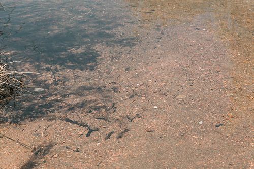 Der Teich mit Kaulquappen