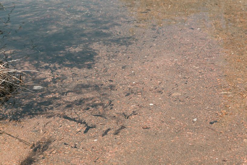 The pond with tadpoles by By SK Photography