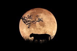 Vollmond