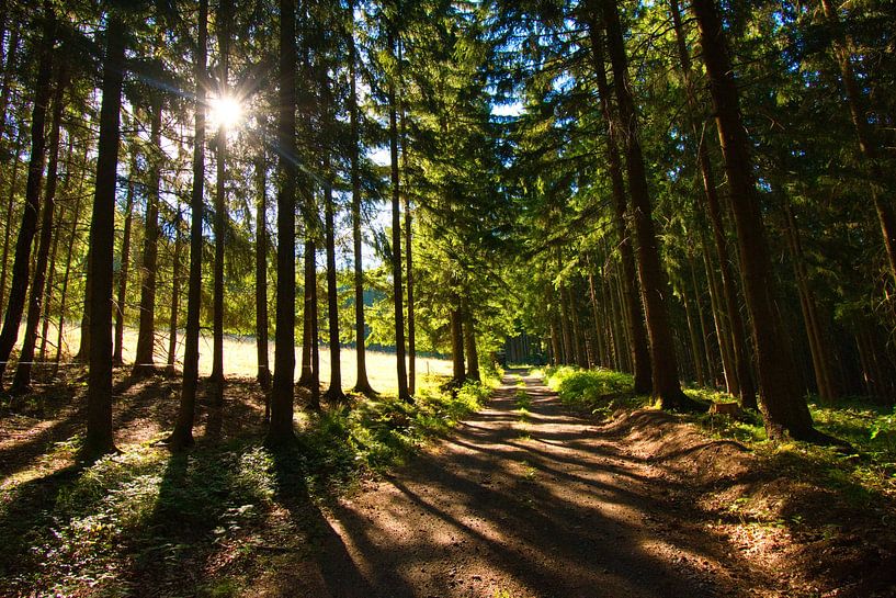 L&#039;été dans la belle forêt de Thuringe par Tanja Voigt