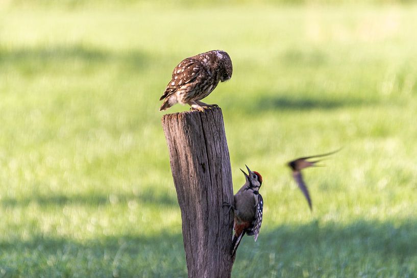 Birds by Aspectus | Design en Realisatie