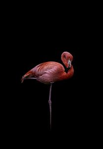 Flamingo van JNSSN Fotografie