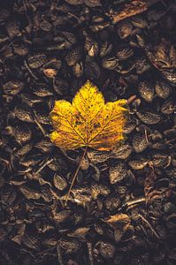 Het laatste herfstblad.
