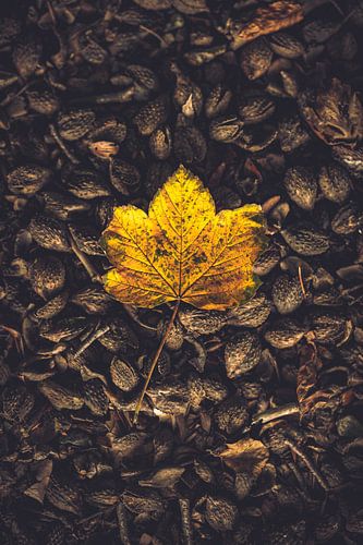 Het laatste herfstblad.